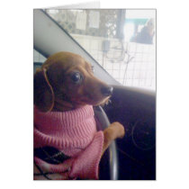 Dachshund  Card cards