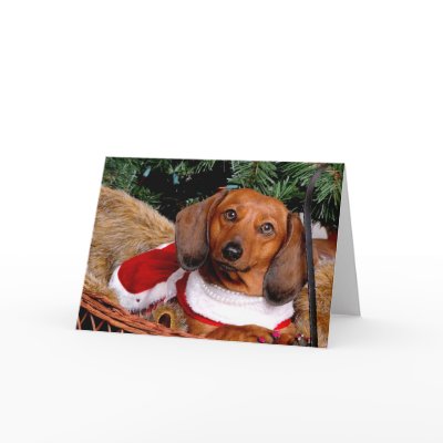 Dachshund Christmas Card