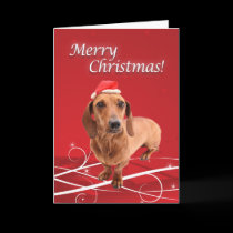 Dachshund Christmas Card cards