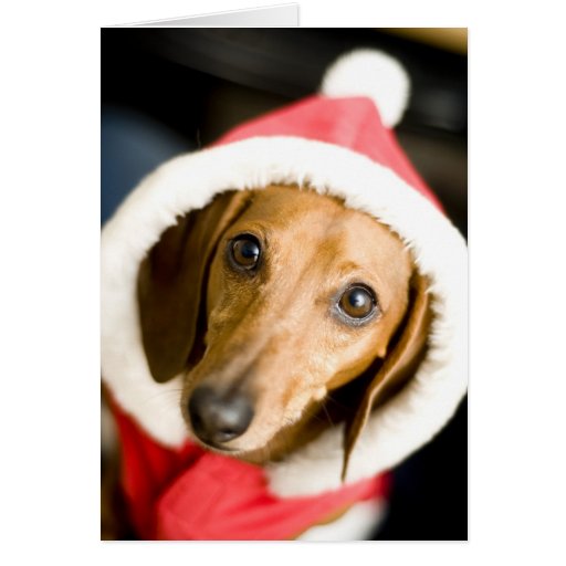 Dachshund Christmas Greeting Cards