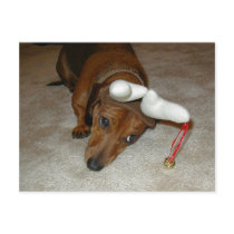 Dachshund Christmas Post Card postcards by shortydachshund Dachshund Christmas Post Card postcards