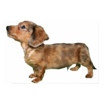 Dachshund Dapple Longcoat Pup posters by blawhorn68 Dachshund Dapple Longcoat Pup posters