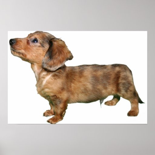 Dachshund Dapple Longcoat Pup Print