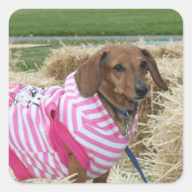Dachshund dog sticker