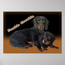 Dachshund Double Trouble Posters and Prints