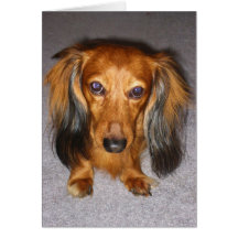 Dachshund Greeting Cards
