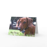 Dachshund Greetings cards