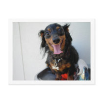 Dachshund in a drinking fountain postcards by italianfish Dachshund in a drinking fountain postcards