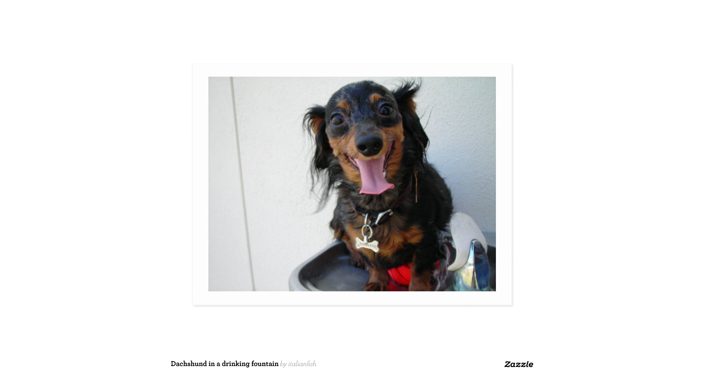Dachshund in a drinking fountain postcard Zazzle