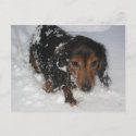 Dachshund in the Snow Postcard postcard