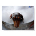 Dachshund in Tub posters by nspokish Dachshund in Tub posters