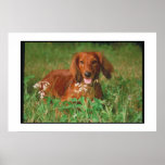 Dachshund Long Haired Red Poster