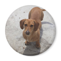 Dachshund Fridge Magnets