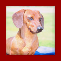 Dachshund Magnet