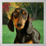 Dachshund (Mini Brown Short Haired) In Nature Print