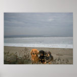 Dachshund On Beach Poster