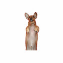 Dachshund Photo Sculpture photo sculptures
