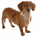 Dachshund photo sculptures