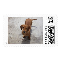 Dachshund Postage Stamp