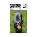 Dachshund Postage Stamp - Customized