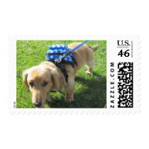 Dachshund Postage Stamps stamps