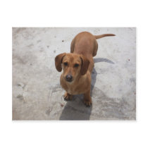 Dachshund Postcard