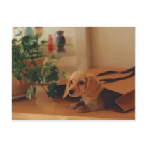 Dachshund postcards