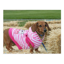 Dachshund Postcard