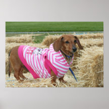 Dachshund Poster