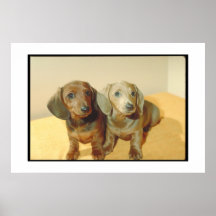 Dachshund Puppies Poster