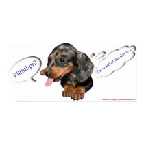 Dachshund Puppy Attitude Poster posters by blawhorn68 Dachshund Puppy Attitude Poster posters