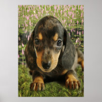 Dachshund  Puppy (Black/Grey) on the Lake Poster