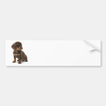 Dachshund Puppy Bumper Stickers