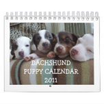 Dachshund Puppy Calendar 2011