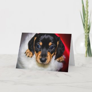 Dachshund puppy christmas card
