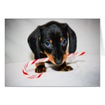 Dachshund puppy Christmas card