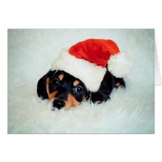 Dachshund Puppy Christmas