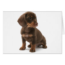 Dachshund Puppy Greeting Card