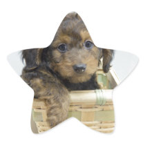 Dachshund puppy in basket star stickers