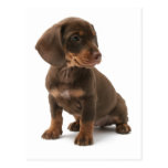 Dachshund Puppy Postcard postcards