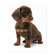 Dachshund Puppy Postcard