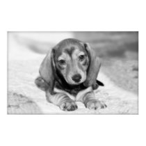 Dachshund Puppy posters by Rick_Levy Dachshund Puppy posters