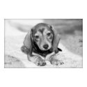 Dachshund Puppy posters by Rick_Levy Dachshund Puppy posters