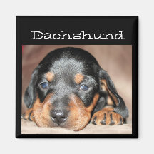 Dachshund Puppy Refrigerator Magnet