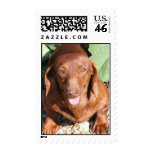 Dachshund Red Smooth postage