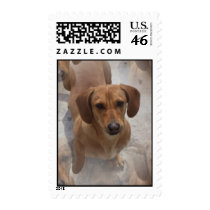 Dachshund Rescue Postage Stamp