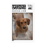 Dachshund Rescue Postage Stamp
