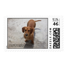 DACHSHUND SELLO