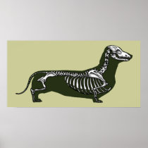 dachshund skeleton posters