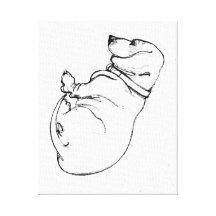 dachshund sketch on stretched canvas canvas prints
